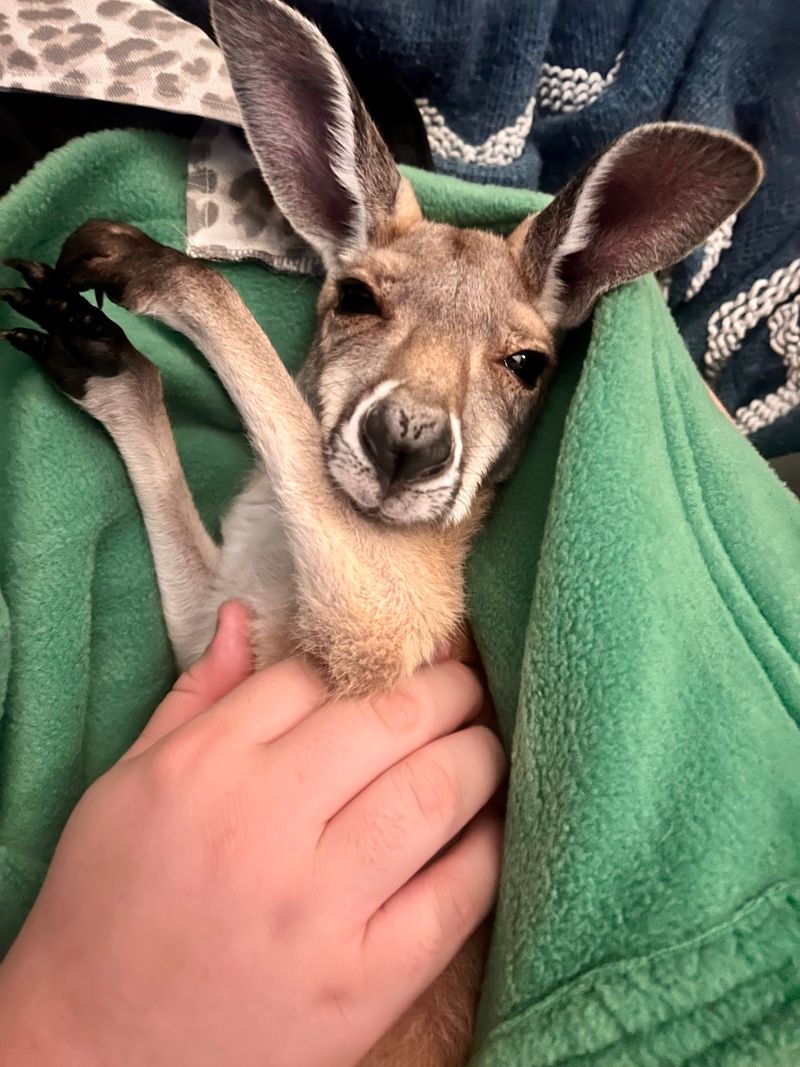 Cuddling a Baby Kangaroo Cuddling a Baby Kangaroo