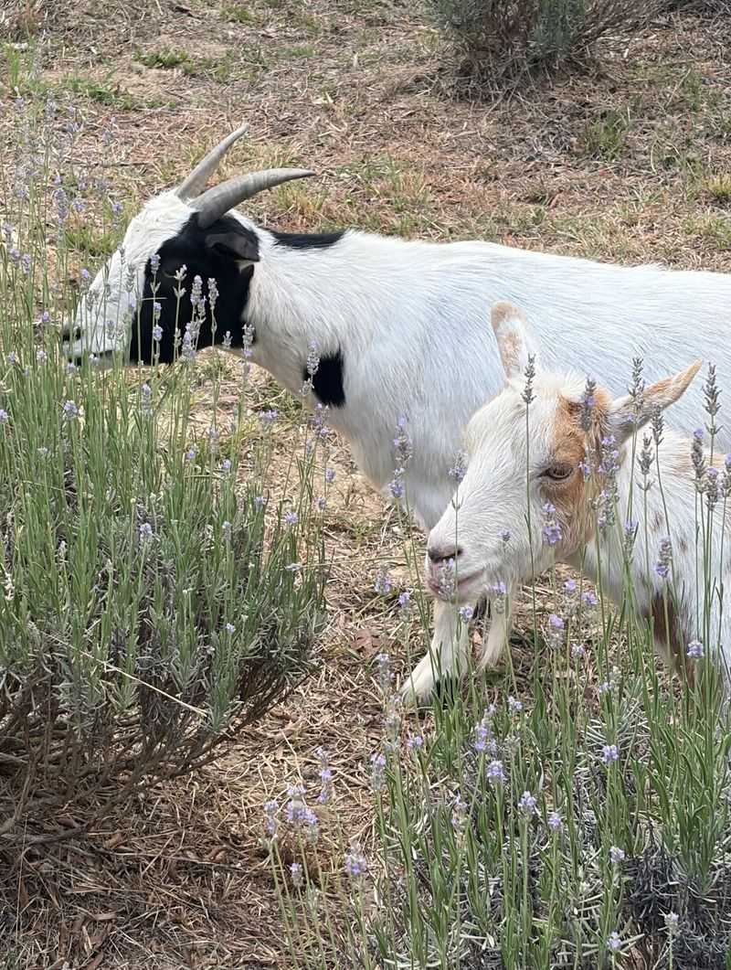 Curious Goats And Busy Bees
