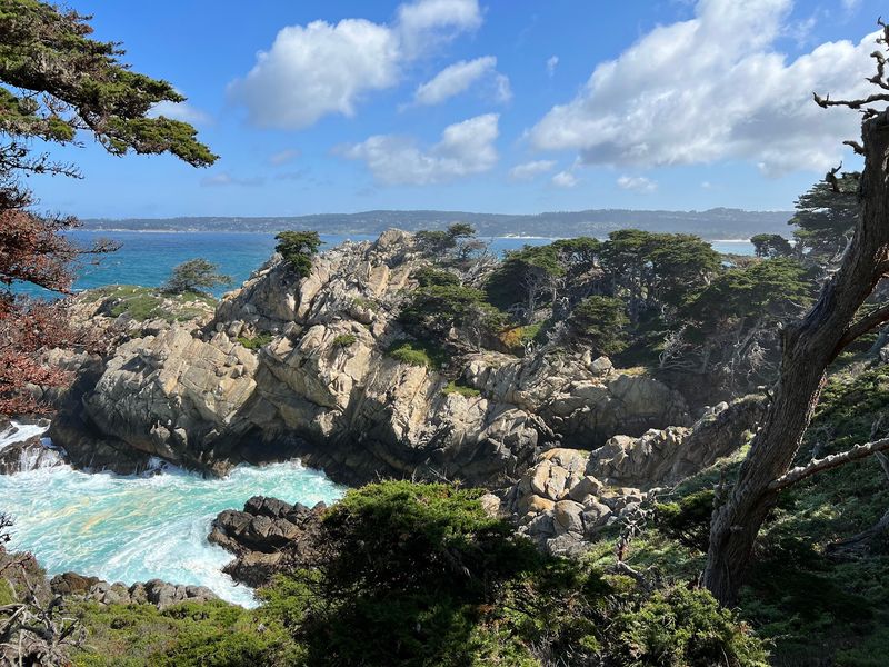 Cypress Trees Clinging To The Cliffs
