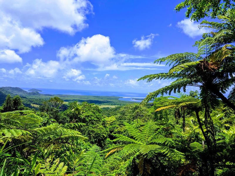 Daintree National Park, Queensland, Australia