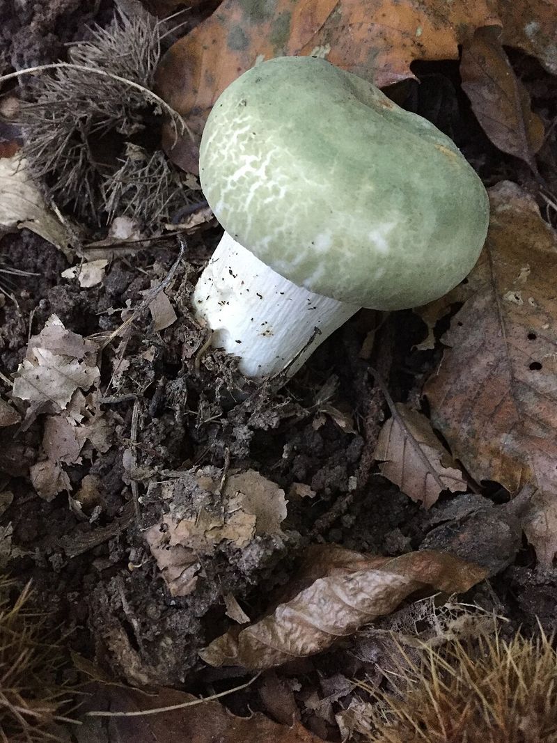 Death Cap Mushroom (Amanita phalloides)