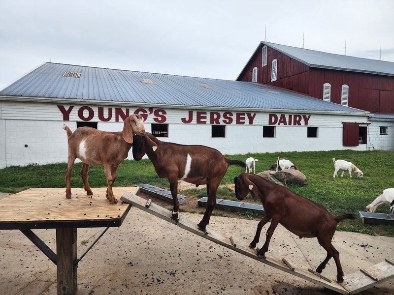 Decades of Hand-Dipped History