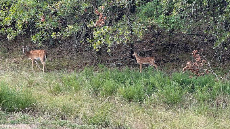 Deer That Wander Right Up to Visitors Deer That Wander Right Up to Visitors