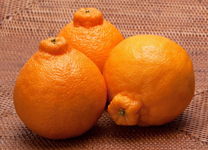 Dekopon Citrus Dekopon Citrus