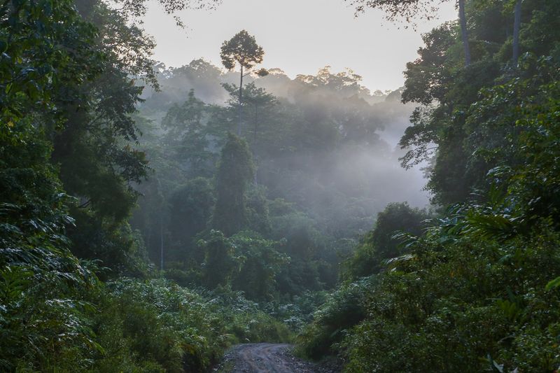 Deramakot Forest Reserve, Telupid, Sabah, Malaysia Deramakot Forest Reserve, Telupid, Sabah, Malaysia