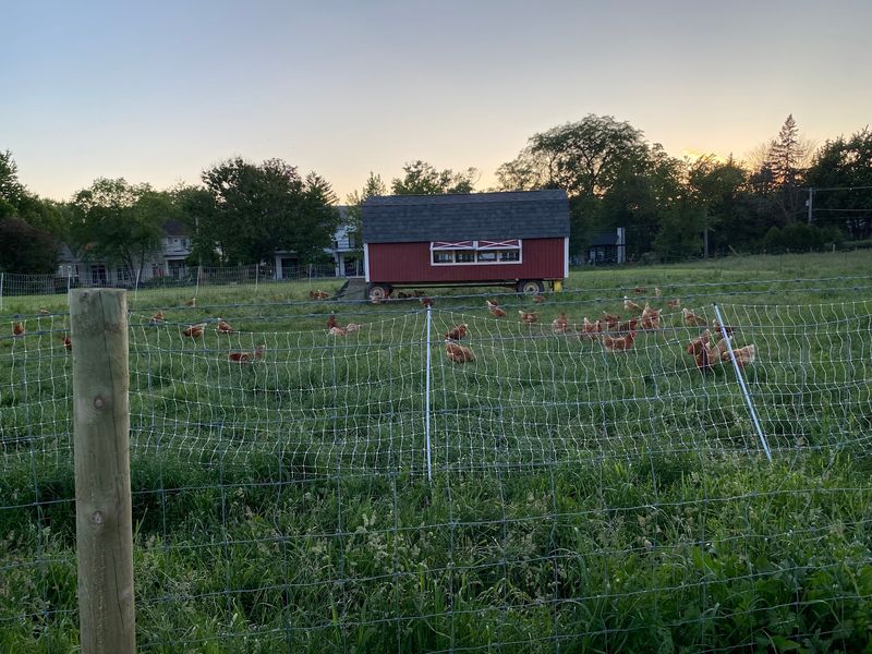 Diverse Farm Animals Delight Visitors of All Ages