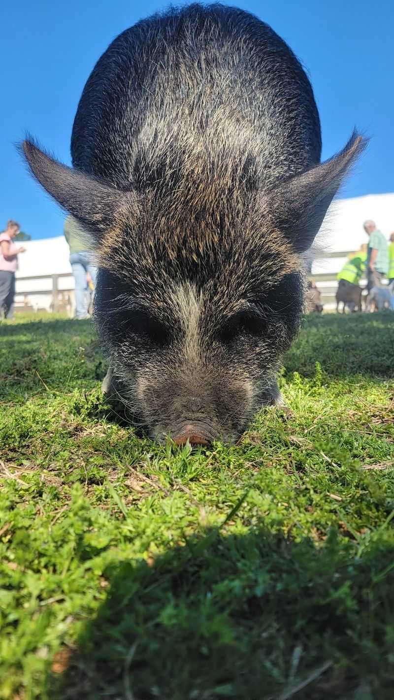 Dogs, Pigs, and a Peaceful Country Mood Dogs, Pigs, and a Peaceful Country Mood