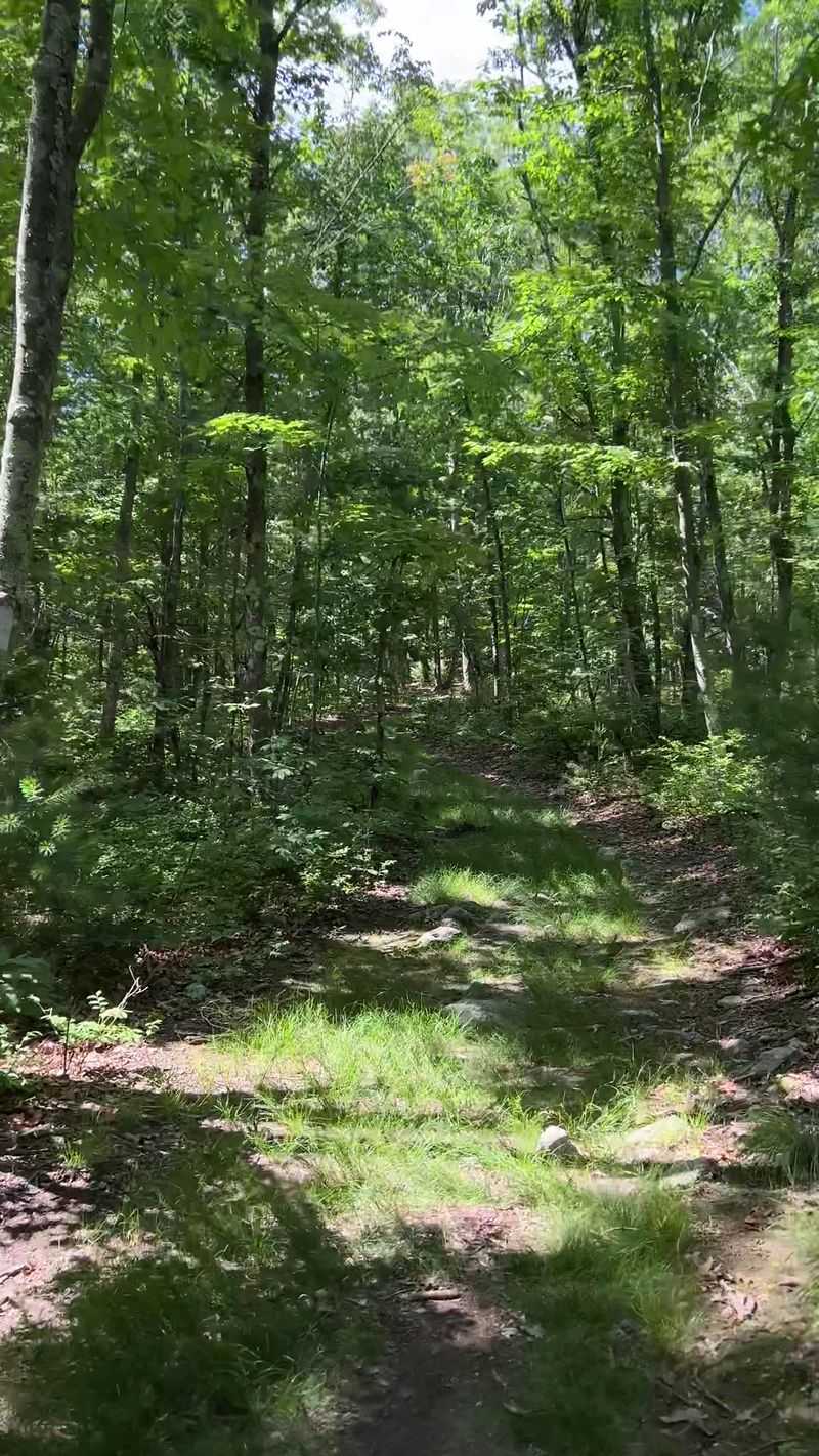 Dogs on the Trail Dogs on the Trail
