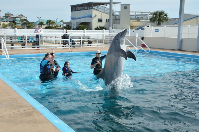 Dolphin Encounter Experiences Worth Booking in Advance Dolphin Encounter Experiences Worth Booking in Advance