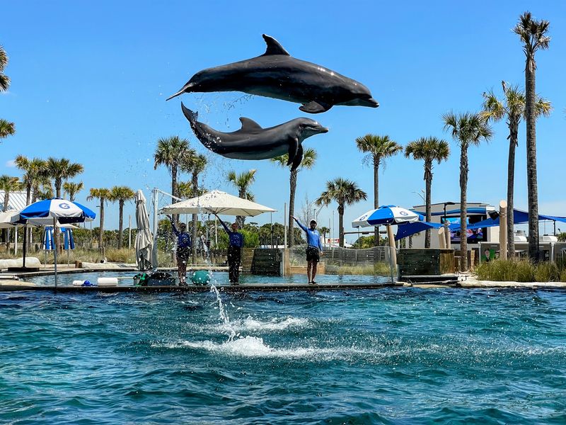 Dolphin Shows That Fill Up Fast Dolphin Shows That Fill Up Fast