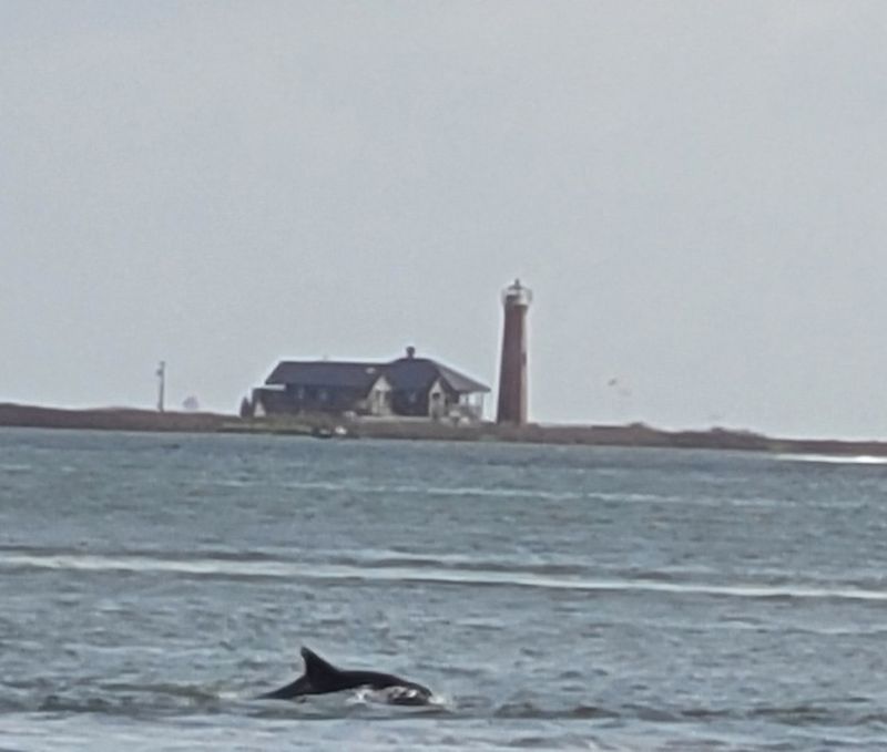 Dolphin Sightings That Steal the Show Dolphin Sightings That Steal the Show