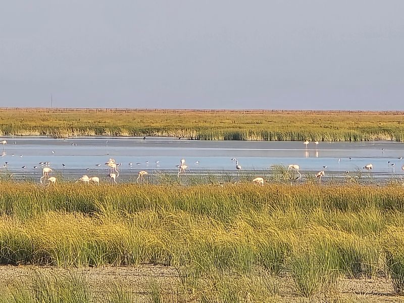 Doñana National Park, Andalusia