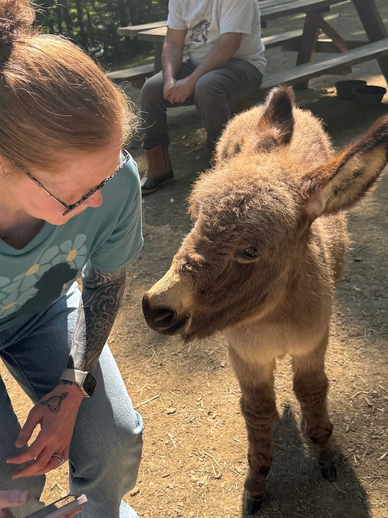 Donkeys Who Steal Hearts Donkeys Who Steal Hearts