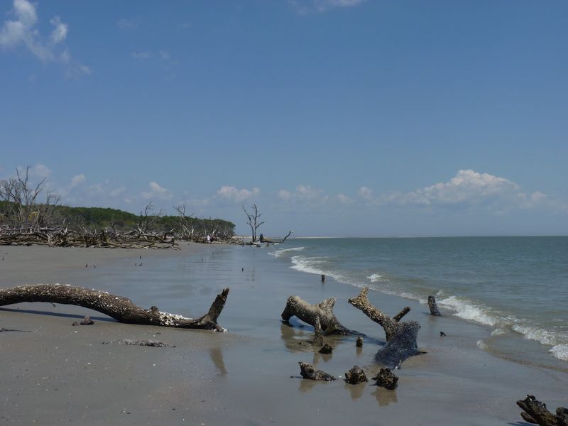 Driftwood Shores That Look Like Sculptures Driftwood Shores That Look Like Sculptures