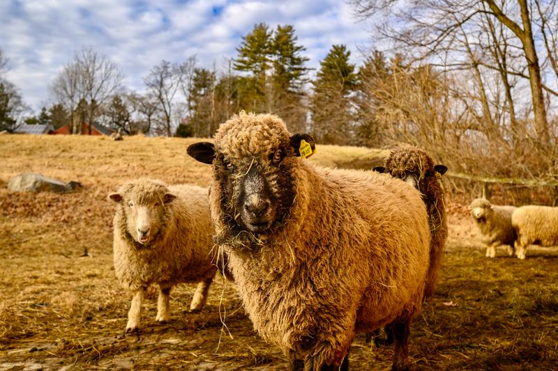 Drumlin Farm Wildlife Sanctuary, Lincoln Drumlin Farm Wildlife Sanctuary, Lincoln