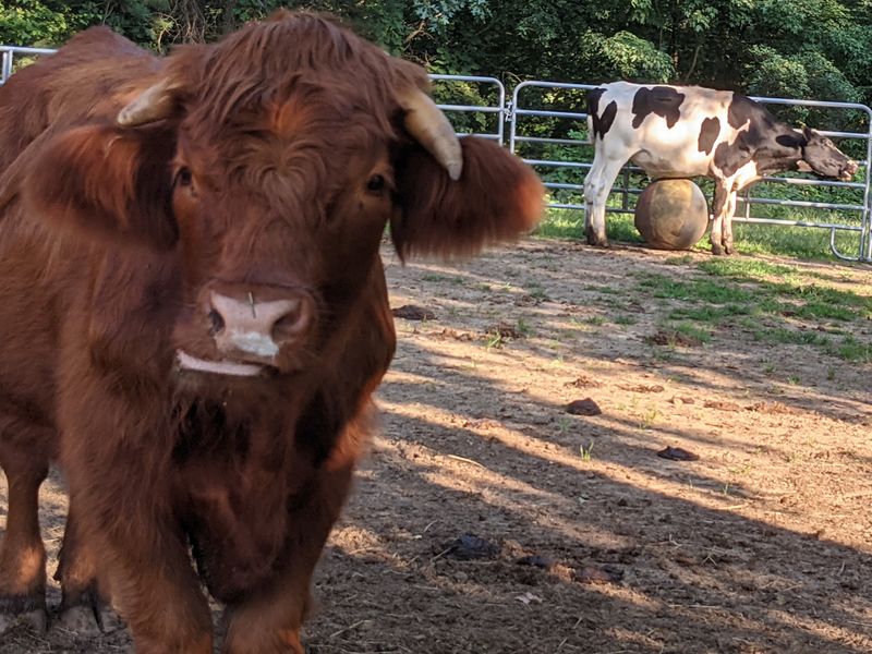 Dudley and the Rescue Herd of Cows Dudley and the Rescue Herd of Cows