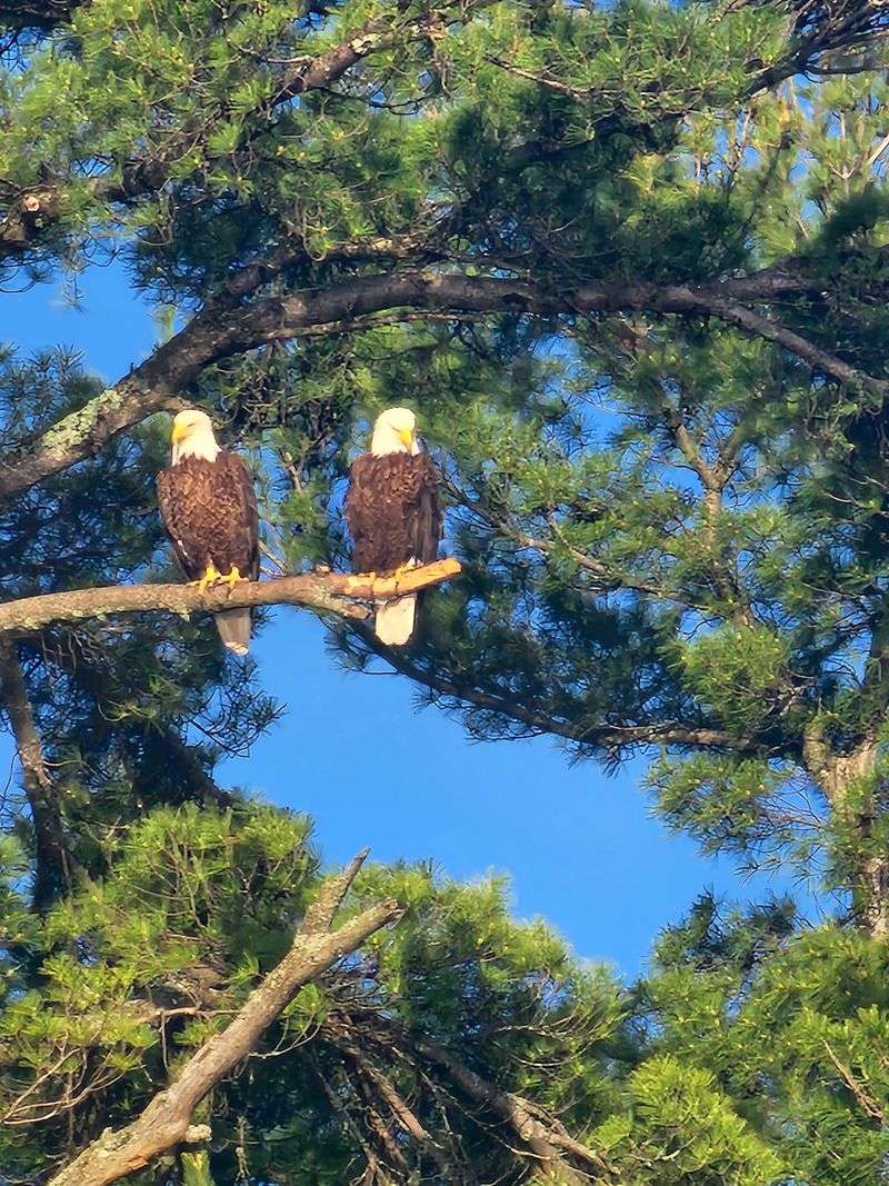 Eagles, Nests, and the Chain of Lakes Eagles, Nests, and the Chain of Lakes