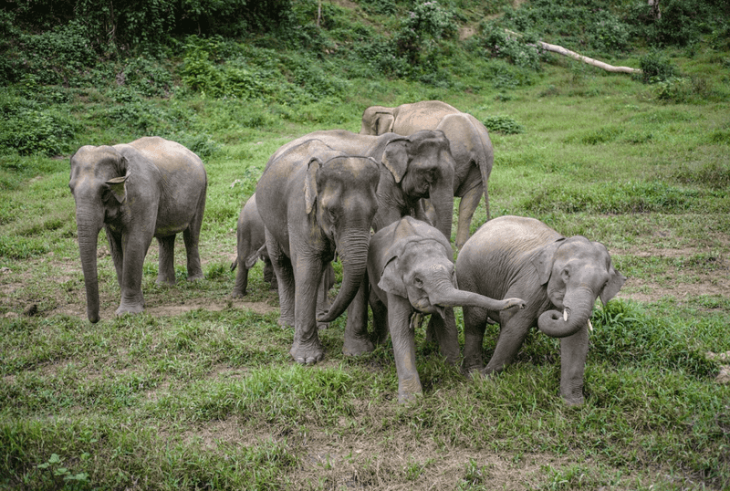 Elephant Conservation Center, Sayaboury Province, Laos Elephant Conservation Center, Sayaboury Province, Laos