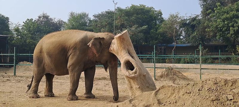 Elephant Conservation and Care Centre, Mathura, Uttar Pradesh, India Elephant Conservation and Care Centre, Mathura, Uttar Pradesh, India