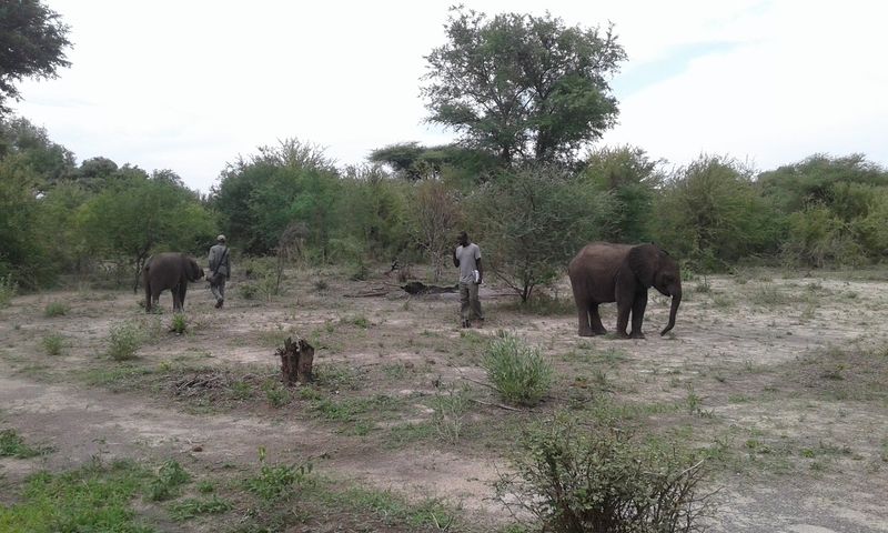 Elephant Havens, Kasane, Botswana Elephant Havens, Kasane, Botswana