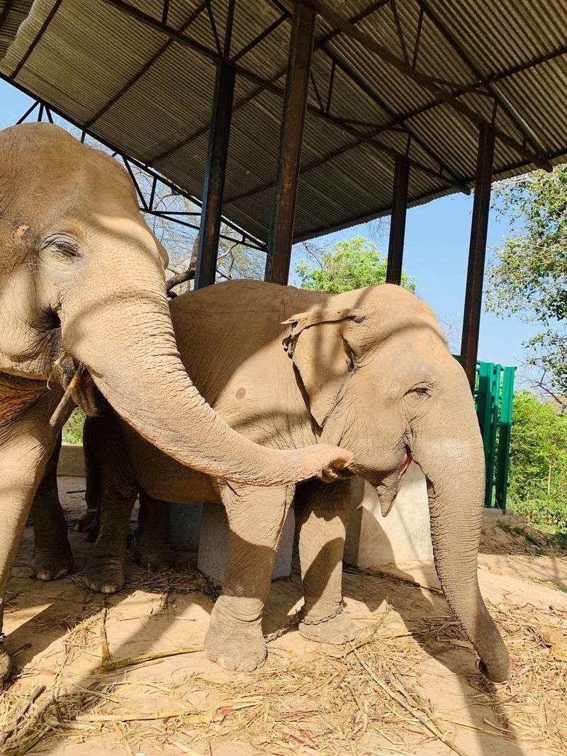 Elephant Rehabilitation Centre, Yamunanagar, Haryana, India Elephant Rehabilitation Centre, Yamunanagar, Haryana, India