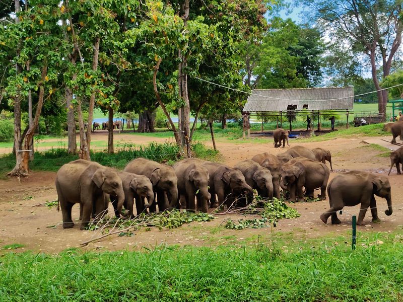Elephant Transit Home, Udawalawe, Sri Lanka Elephant Transit Home, Udawalawe, Sri Lanka