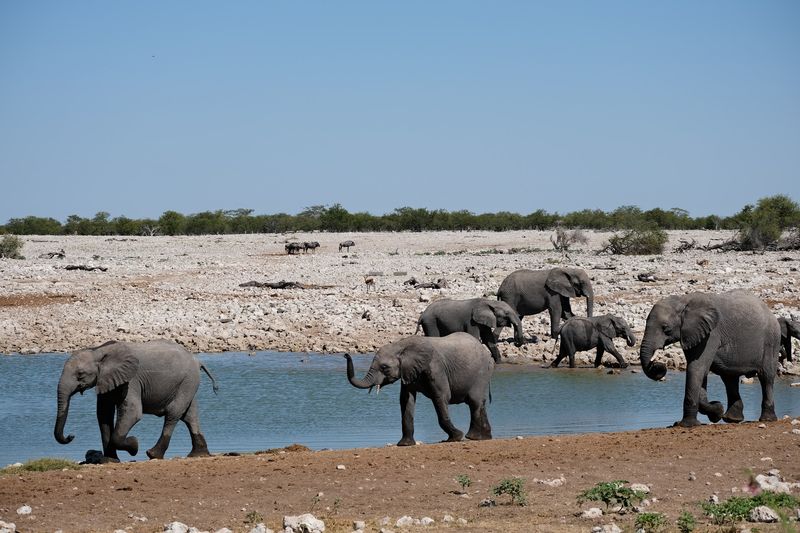 Etosha National Park, Namibia Etosha National Park, Namibia