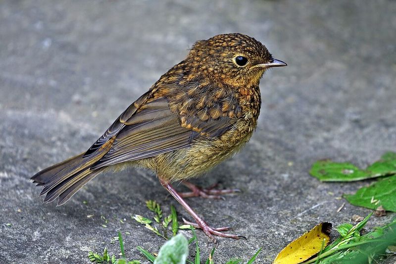 European Robin - United Kingdom