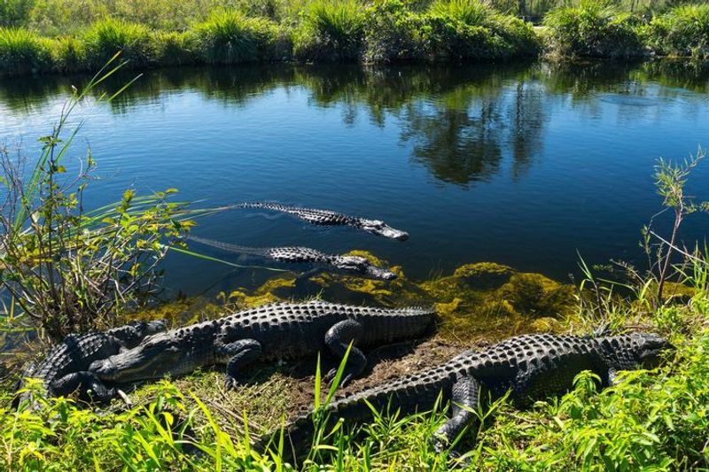 Everglades National Park, Everglades City, Florida Everglades National Park, Everglades City, Florida
