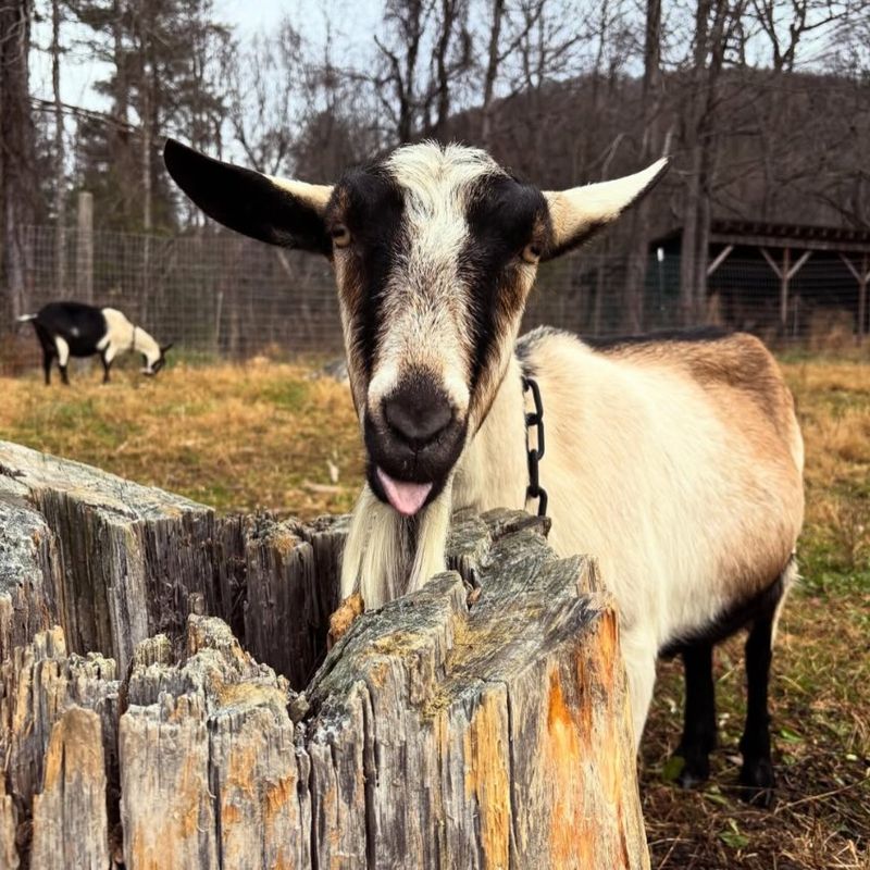 Expect a flexible farm visit, not a guaranteed animal checklist Expect a flexible farm visit, not a guaranteed animal checklist