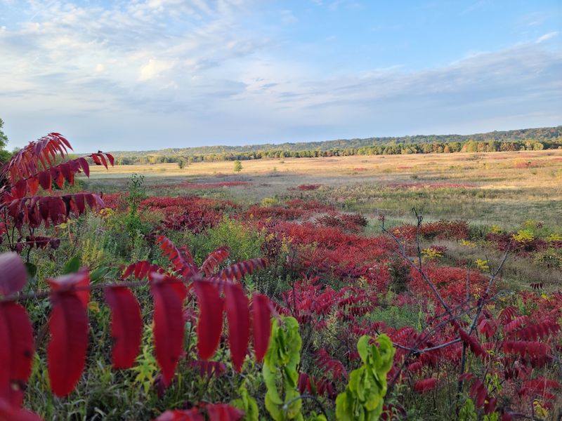 Fall Colors and the Changing Landscape Fall Colors and the Changing Landscape