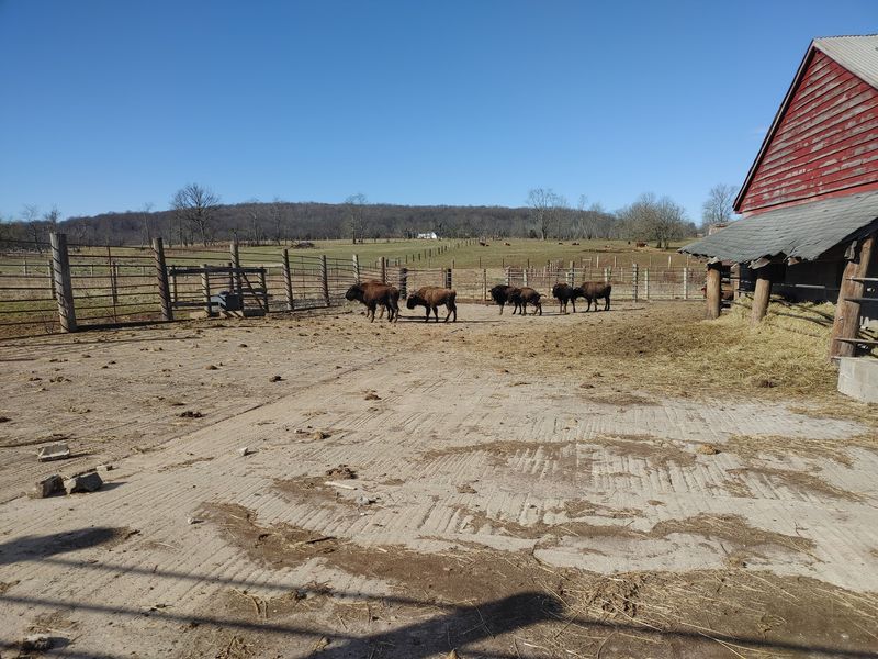 Family-Friendly Animal Watching Without A Big Production