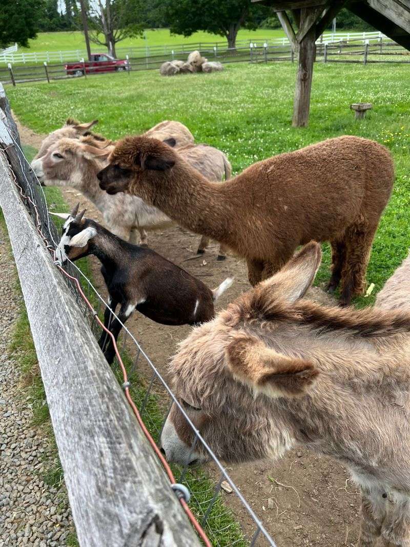Farm Animals Near The Heart Of The Visit Farm Animals Near The Heart Of The Visit