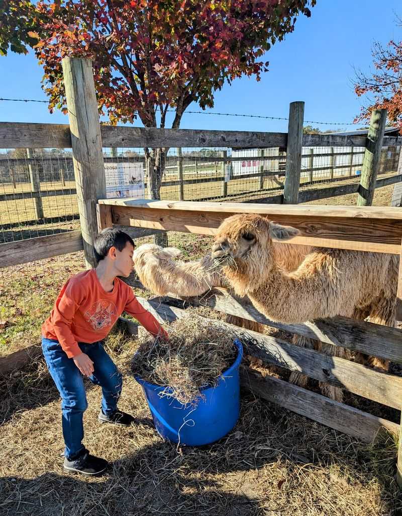 Feed and cuddle alpacas within the farm’s rules