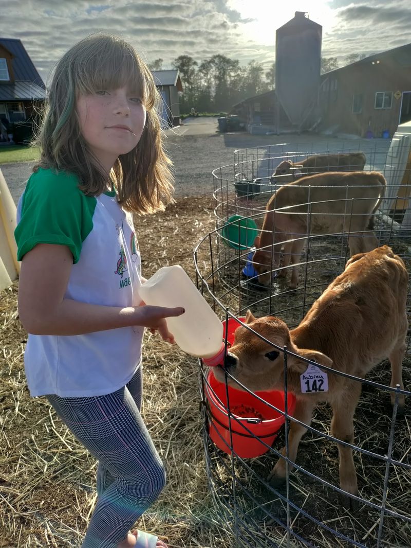 Feeding Apples and Making Cow Friends