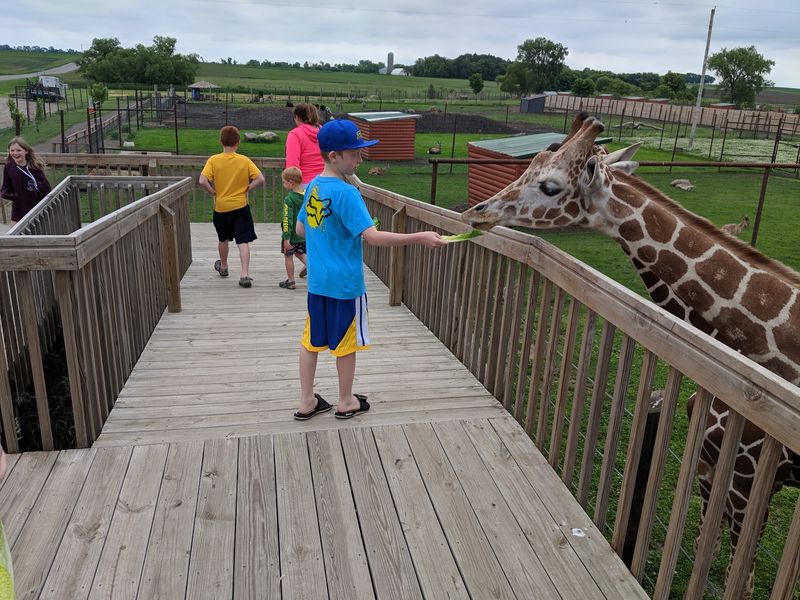 Feeding Giraffes at Eye Level Feeding Giraffes at Eye Level