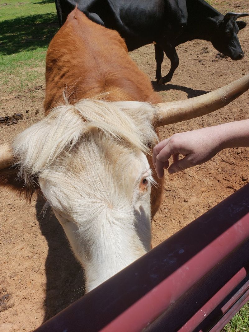 Feeding the Animals by Hand