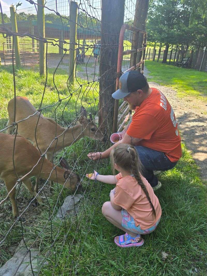Feeding the Deer: A Hands-On Highlight Feeding the Deer: A Hands-On Highlight