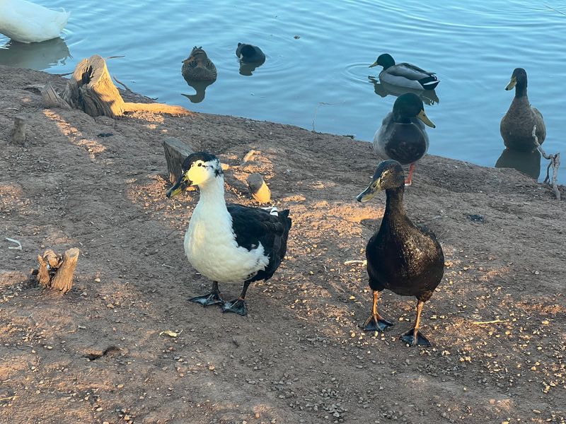 Feeding the Friendly Waterfowl Feeding the Friendly Waterfowl