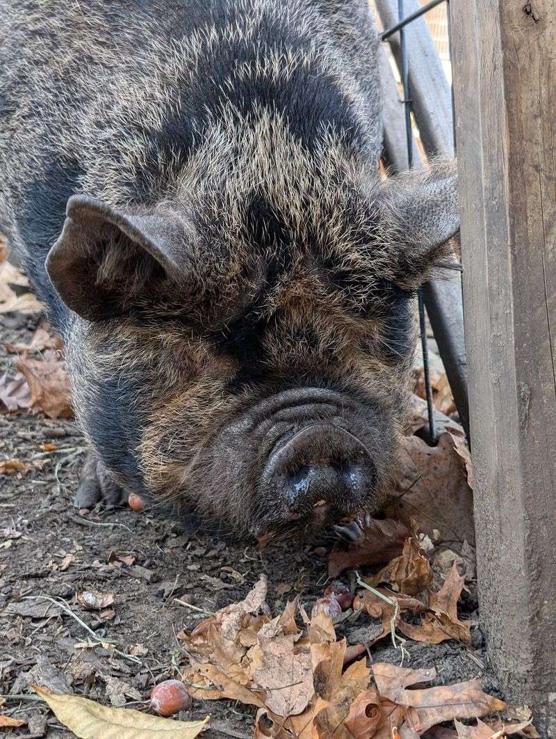 Fern the Pig and the Rest of the Barnyard Cast Fern the Pig and the Rest of the Barnyard Cast