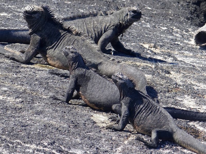 Fernandina Island, Galápagos, Ecuador Fernandina Island, Galápagos, Ecuador