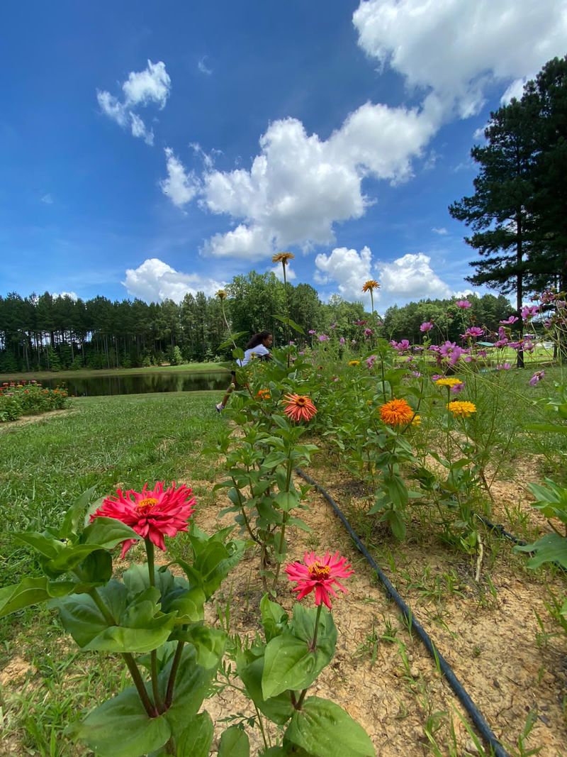 Fields Of Sunflowers, Zinnias, And Poppies Fields Of Sunflowers, Zinnias, And Poppies