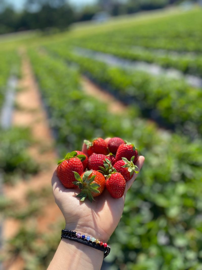 Filling Your Carton In The Strawberry Fields Filling Your Carton In The Strawberry Fields