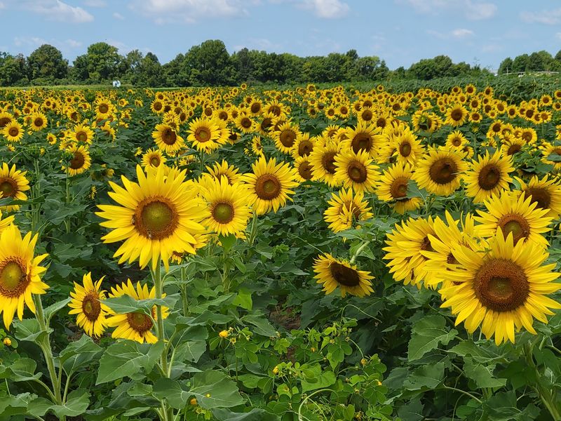 Finding the Field on Memphis's Green Eastern Edge
