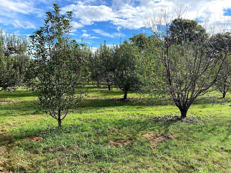 Finding the Orchard in Cosby Finding the Orchard in Cosby