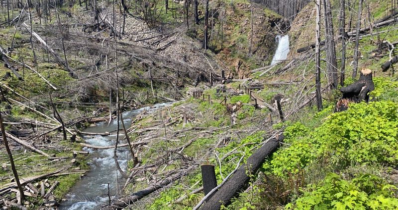 Fire History: What the Forest Tells You Now