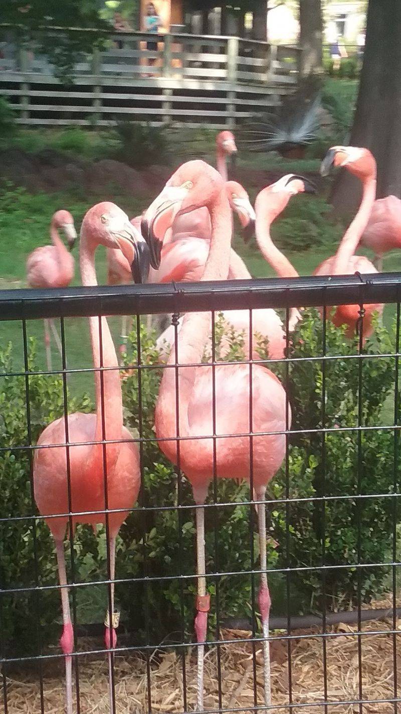 Flamingos, Stingrays, and the Animals That Surprise You Flamingos, Stingrays, and the Animals That Surprise You