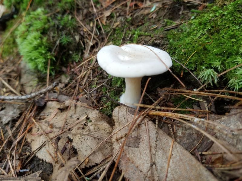 Flora, Fungi, and the Surprisingly Fascinating Natural Details