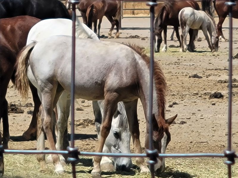 Foals and Young Horses at the Center Foals and Young Horses at the Center