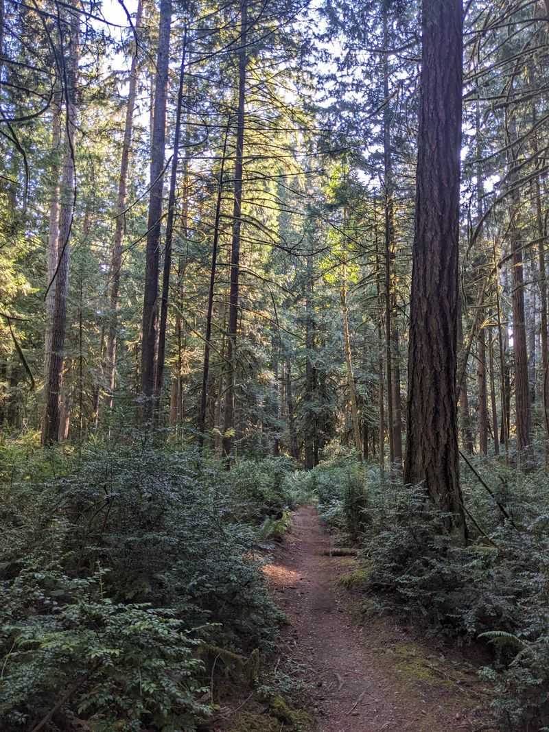 Following the Trail Down to the Shore